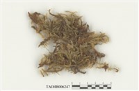 藏品(熱澤苔屬)的圖片